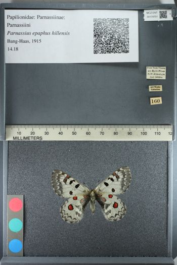 Media type: image;   Entomology 174701